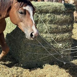 หญ้าชนิตหญ้าแห้งแบบบรรจุในถุงสำหรับอาหารสัตว์เลี้ยง - Product Image 2