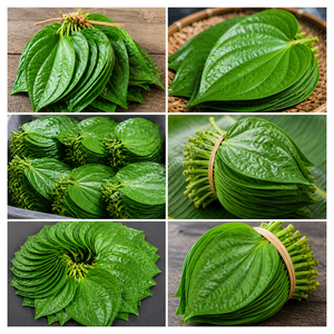 Feuilles de Paan Vertes Naturelles de Qualité Supérieure pour l'Exportation, Feuilles de Bétel Fraîches du Bangladesh, Qualité Export en Gros, Fournisseur Mondial avec MOQ - Product Image 2