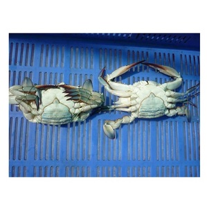 Cangrejo Azul Congelado - Capturado en el Campo, Mariscos Sostenibles - Product Image 3