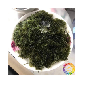 Caulerpa Lentillifera raisins de mer séchés déshydrater la norme d'exportation d'algues de haute qualité pour l'utilisation de la transformation des aliments - Product Image 2