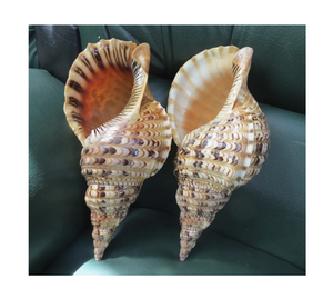 Charonia tritonis เปลือกหอยขนาดใหญ่สำหรับตกแต่งพิพิธภัณฑ์สัตว์น้ำและร้านขายของที่ระลึก - Product Image 1