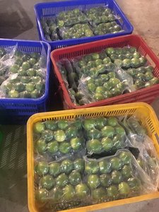 Lima sin semillas Limón fresco Limón verde Listo para enviar Nuevo producto Ventas al por mayor - Product Image 6