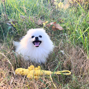 Giocattolo da Masticare per Cani a Forma di Lucertola Gialla, Ecologico, Interattivo, in PC, Stile Semplice e Moderno, Confezione Classica - Product Image 3
