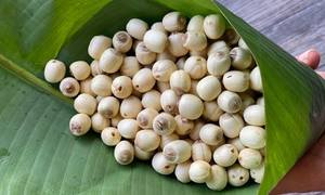 Graines de lotus blanches séchées du Vietnam - Superaliment riche en nutriments, sain, conservation 24 mois - Product Image 5