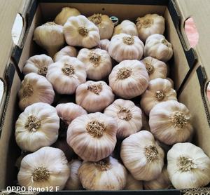 Ail entier de qualité supérieure, 100% naturel, frais et de haute qualité, emballage personnalisé pour l'exportation, marque Al Nada, Égypte, durée de conservation de 6 à 9 mois - Product Image 2