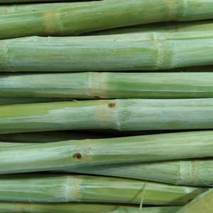 อ้อยแช่แข็งสำหรับเครื่องดื่มและของหวาน | 100% อ้อยธรรมชาติขายส่งจากเวียดนาม - Product Image 1