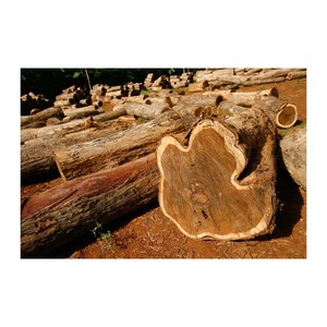 Prix le plus bas Grumes de bois de teck de haute qualité Bois de teck Grumes de bois Bois à vendre - Product Image 1