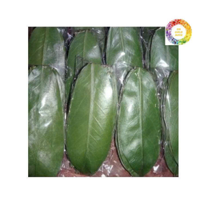 Hojas de Guanábana secas a granel para té de hierbas Hojas de Guanábana secas empaquetadas para fabricantes de té e importadores globales - Product Image 4