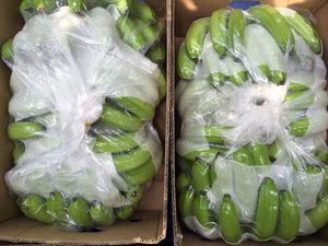 Gran oferta 2024 New Crop Vietnam Premium Long Green Cavendish Bananas-Alta calidad-Frutas y verduras tropicales frescas - Product Image 2