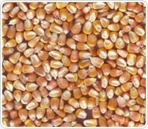 ข้าวโพดสีเหลือง (อาหารสัตว์) - Product Image 5