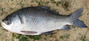 ROMAN TROOPS Poisson Catla surgelé de qualité supérieure Durée de conservation de 24 mois Meerut Origine indienne - Product Image 3