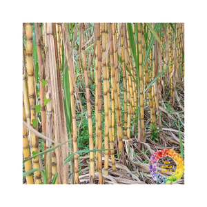 <b>Vacuum</b> Packed Frozen Sugarcane <b>Sticks</b> Sweet and Convenient for Juicing and Recipes Perfect for Food Industry Use - Product Image 2