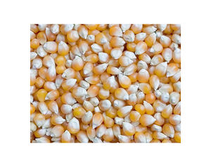 Maíz Amarillo Seco a Buen Precio para Consumo Humano y Animal, Maíz Amarillo Seco Limpio al por Mayor / Maíz Amarillo Seco en Venta - Product Image 2