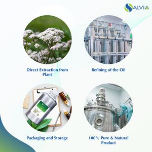 Huile de valériane 100% pure et naturelle en gros en vrac prix le plus bas emballage personnalisé - Product Image 4