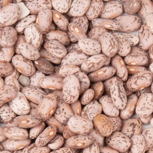 ถั่วแดงเม็ดเล็กคุณภาพสูง ราคาถูก - Product Image 5