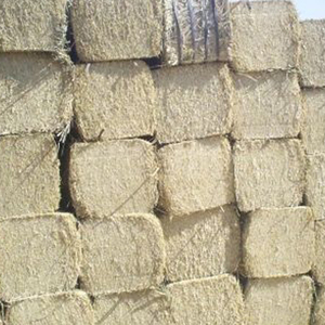 2024 New Animal Feed Import Export Wheat <b>Straw</b> Hay <b>Bales</b> Fodder for Cattle Grass From Pakistan - Product Image 6