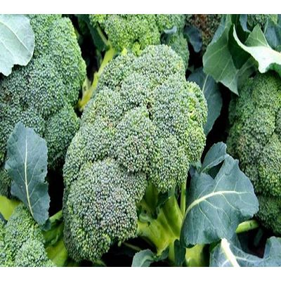 Оптовая продажа, новинка 2022, свежий урожай брокколи, заводская цена, китайская брокколи, горячая Распродажа, свежий брокколи