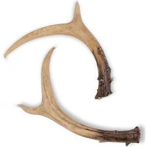 Red Deer <b>Antlers</b> Buy Now High Quality and Cheap Price Deer <b>Antlers</b> <b>for</b> <b>Sale</b> Fast Shipping - Product Image 3
