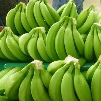 Hot Selling Fresh Bananas Green Cavendish Banana Suppliers/Wholesale Price Fresh Bananas for Export