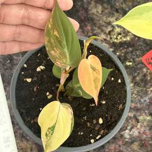 Plante rare de Philodendron Micans variegata en culture tissulaire - Feuille veloutée 3-5 cm, cultivée en laboratoire et certifiée phytosanitaire - Product Image 1