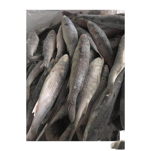Mullet congelado WR, suministro al por mayor, precio económico, pescado de primera calidad - Product Image 6