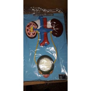 Modèle anatomique du système excretoire humain en PVC et plastique, outil pédagogique pour la science médicale et l'enseignement scolaire - Product Image 3