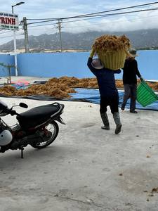 ติดต่อกับมอสทะเลไอริชจากเวียดนาม - Product Image 6