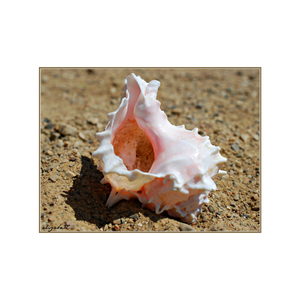 Conjunto decorativo de conchas marinas de playa para favores de fiesta decoración de boda centro de mesa tema costero celebración eventos - Product Image 2