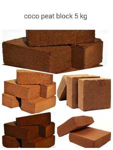 มะพร้าวมะพร้าวมะพร้าวแบบพรีเมียมปลูกในอินเดีย - Product Image 6