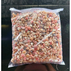 Tiny Umbonium Shell Seashells for Art Crafts, Jewelries, Design, Decoration, <b>Fish</b> Tank from Vietnam - Product Image 6