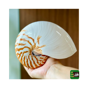 Coquillages Nautilus les plus Offre Spéciale de haute qualité avec/sans coquille d'ormeau naturel poli pour la décoration de la maison meilleure qualité - Product Image 2