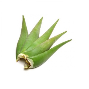 ÉCHANTILLON D'ESSAI GRATUIT Aloe vera frais pour faire des boissons Aloe vera plante herbacée bonne pour la santé Prix bon marché