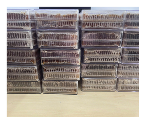 Pastel de panal de abeja salvaje pura de Vietnam Panal dulce Calidad superior Mejor oferta de exportación Venta a granel Precio competitivo - Product Image 2