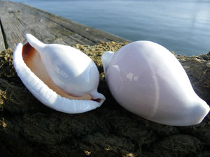 Coquilles de cauri naturelles blanches de qualité supérieure pour décor et accessoires de thème côtier - Product Image 6