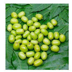 High Quality Neem Seeds Azadirachta Indica Oil Extraction Bulk Supply <b>Pest</b> <b>Control</b> Exporter 12 Months Shelf Life Limegreen - Product Image 1