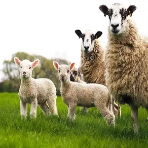 Endonezya üretici hayvan yemi yem hurma çekirdeği EXPELLER takviyesi hayvan yemi inek koyun keçi en çok satan Ankara türkiye