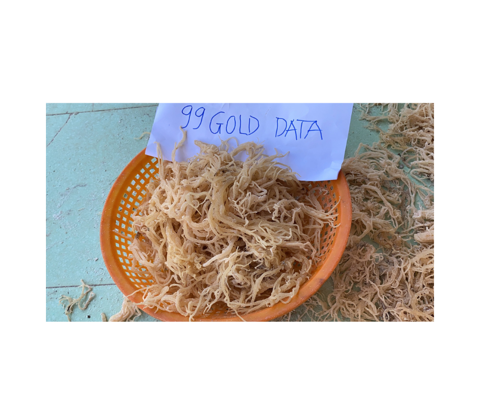 Super Deal: Cottonii Seaweed Direct from Vietnam Coast - Sustainable Source for Food and Cosmetic Industries