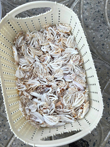 Diseños de corte de conchas para arreglos de bodas, proyectos de decoración de playa y uso de manualidades a granel - Product Image 3