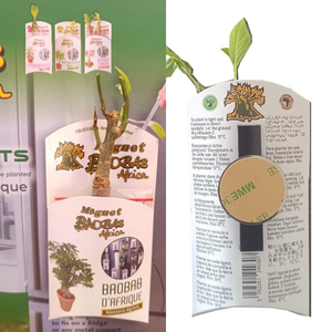 Kit d'aimants Mini Baobab Prêt à Planter (Poudre de Baobab, Feuilles) Huile, pulpe) dans une boîte carrée - Product Image 1
