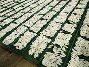 El precio más barato de huesos de calamar para comida de pájaros-100% huesos de calamar secados al sol naturales - Product Image 4