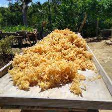 สาหร่าย Gracilaria ดิบ/สาหร่าย Gracilaria แห้งขายดีที่สุดใน2023 - Product Image 3