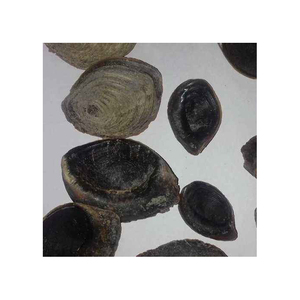 Opercule de coquillage naturel, coquille marine pour la fabrication de bijoux, les travaux manuels et les projets d'art décoratif - Product Image 5