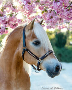 Licol de cheval en cuir noir de haute qualité par King & Beau Bling FABRICANT Équipement de cheval de qualité supérieure - Product Image 3