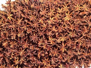 โป๊ยกั๊กเครื่องเทศหอมที่มีกลิ่นหอมและรสหวานเหมาะสำหรับเพิ่มซุปแกงซอสและขนมอบ - Product Image 2