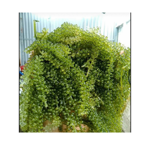 Algas marinas secas de alta calidad, deshidratan Seagrape Caulerpa Lentillifera, uva marina seca, musgo marino de Vietnam - Product Image 1