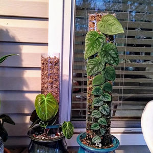 Poteau de mousse modulaire en forme de D, recouvert de plastique, 48 pouces, extensible à clipser, style simple, pour serre, support de plantes - Product Image 3