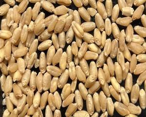 Grano de Trigo Deshidratado FD de Alta Calidad, Rico en Nutrientes, para una Cocina Saludable y las Necesidades Nutricionales Diarias, de un Fabricante y Proveedor Tailandés - Product Image 4