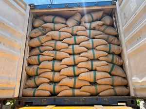 TODA DENSIDAD PIMIENTA NEGRA NATURAL PURA 100% ESPECIAS CALIENTES PREGUNTAS FRECUENTES ASTA BOLD CALIDAD ESTÁNDAR ALTA CALIDAD Glory Ngo (+ 84) 369 912 901 - Product Image 6