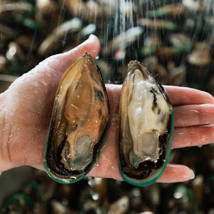 Cozze Surgelate di Alta Qualità, Sapore Naturale, Frutti di Mare Freschi, Fornitura all'Ingrosso per Hotel, Ristoranti e Mercati Globali di Frutti di Mare - Product Image 2