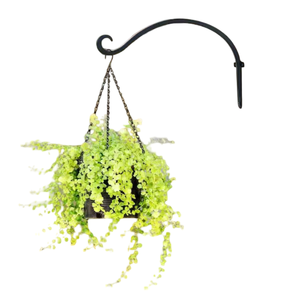 Crochet suspendu pour plantes nouveau décor d'art crochets de décoration murale en métal élégants forme et taille personnalisées crochet mural de Style Unique - Product Image 3